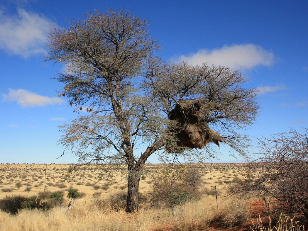 Namibia_011y.jpg