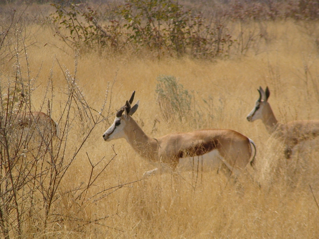 Namibia_017.JPG