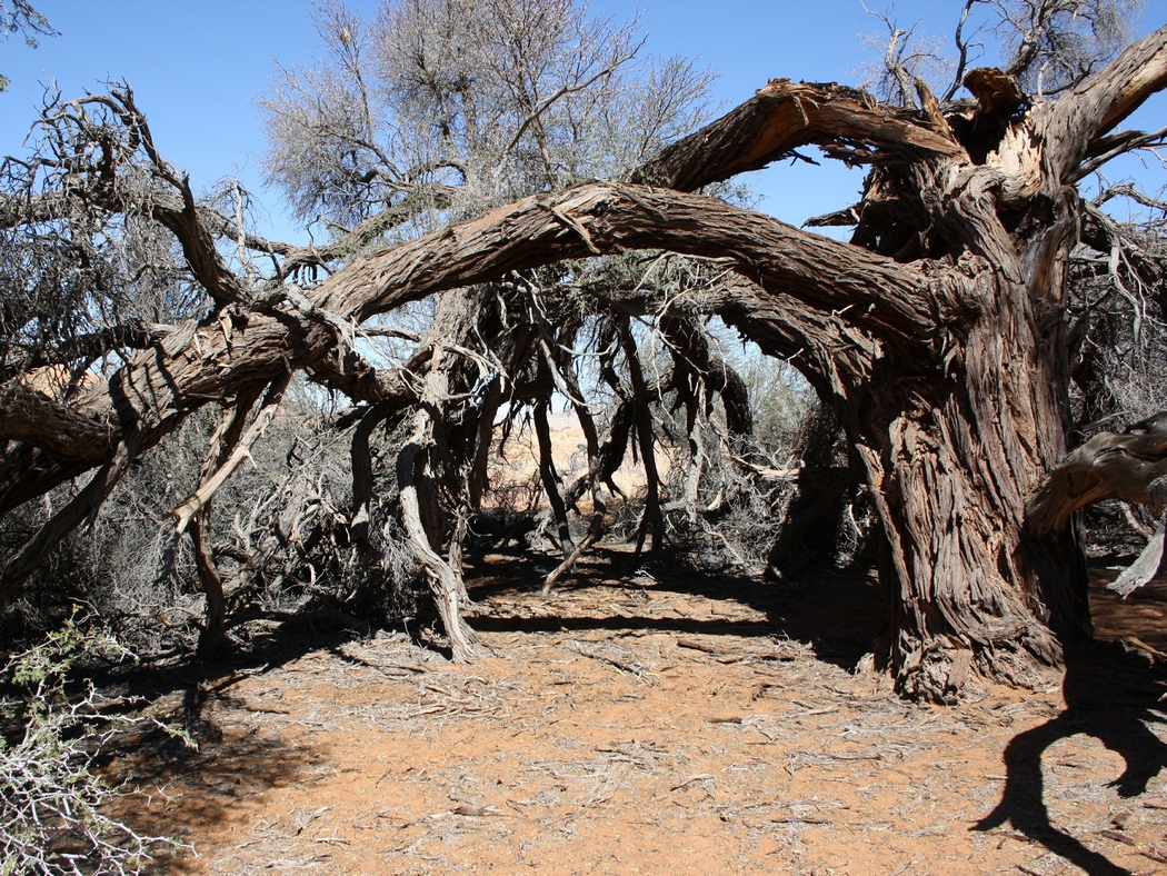 Namibia_084a.jpg