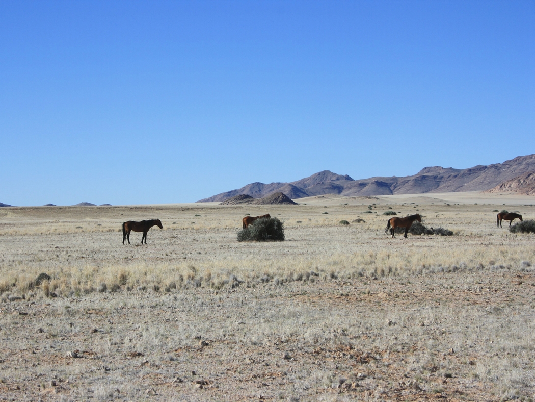 Namibia_088a.jpg