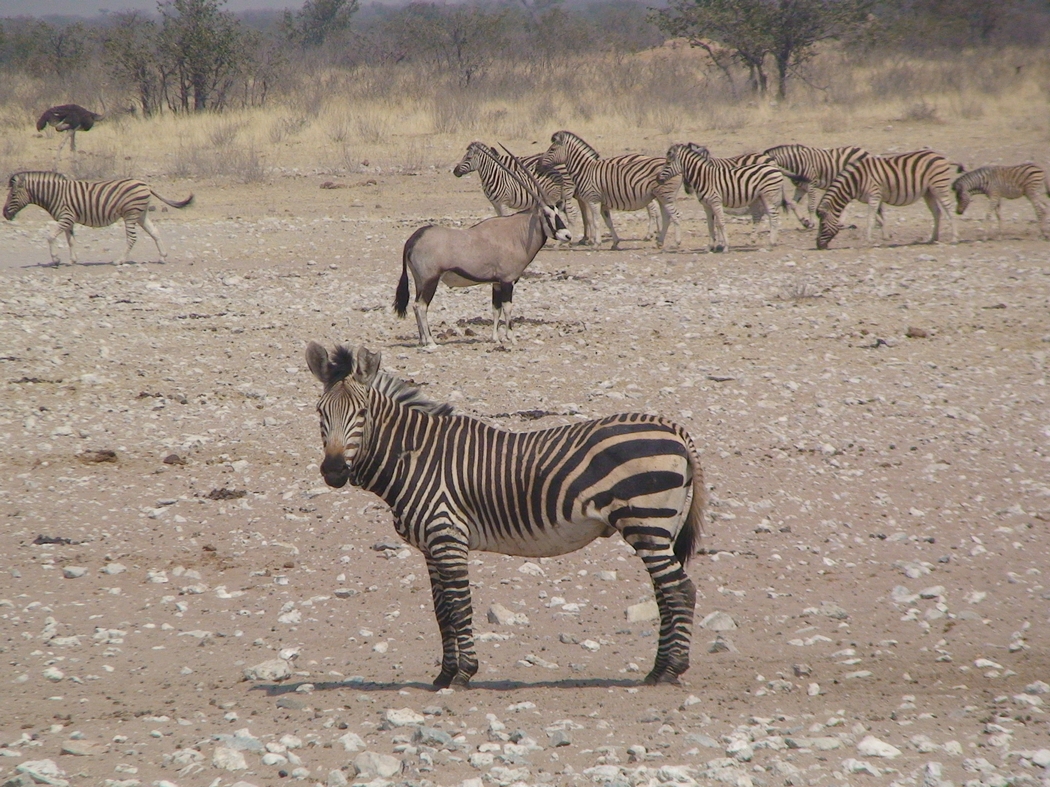 Namibia_319.JPG