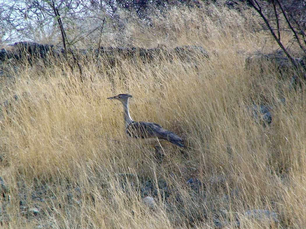 Namibia_366.JPG