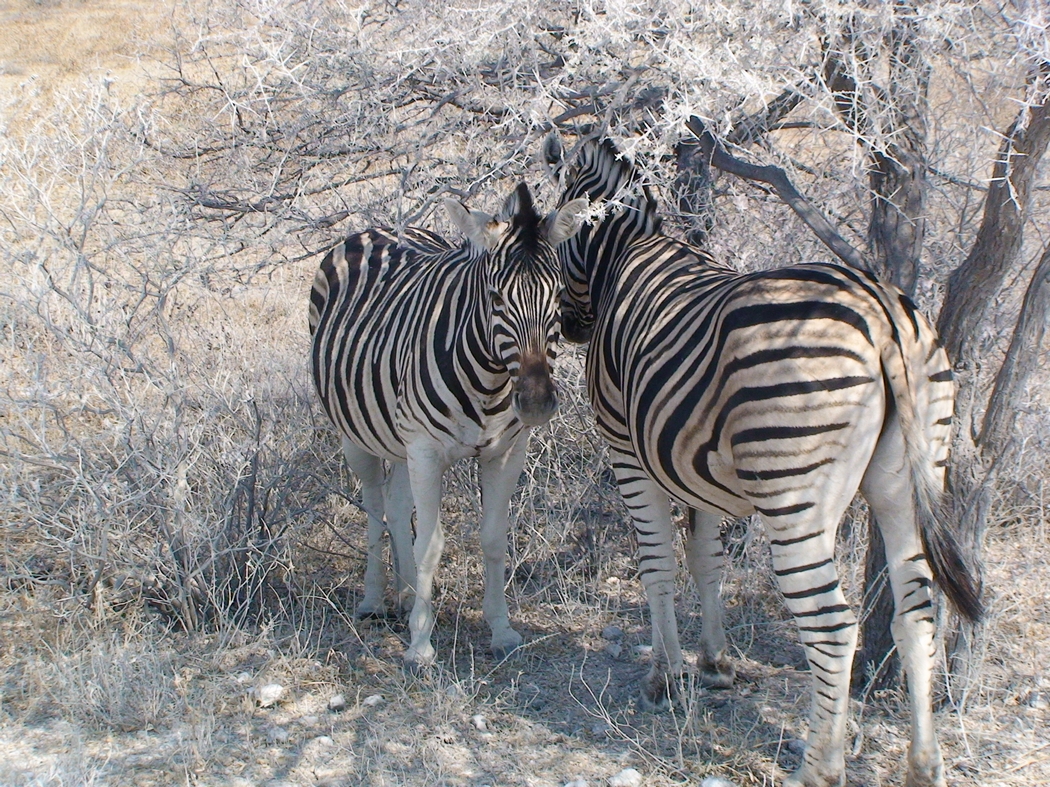 Namibia_366b.JPG