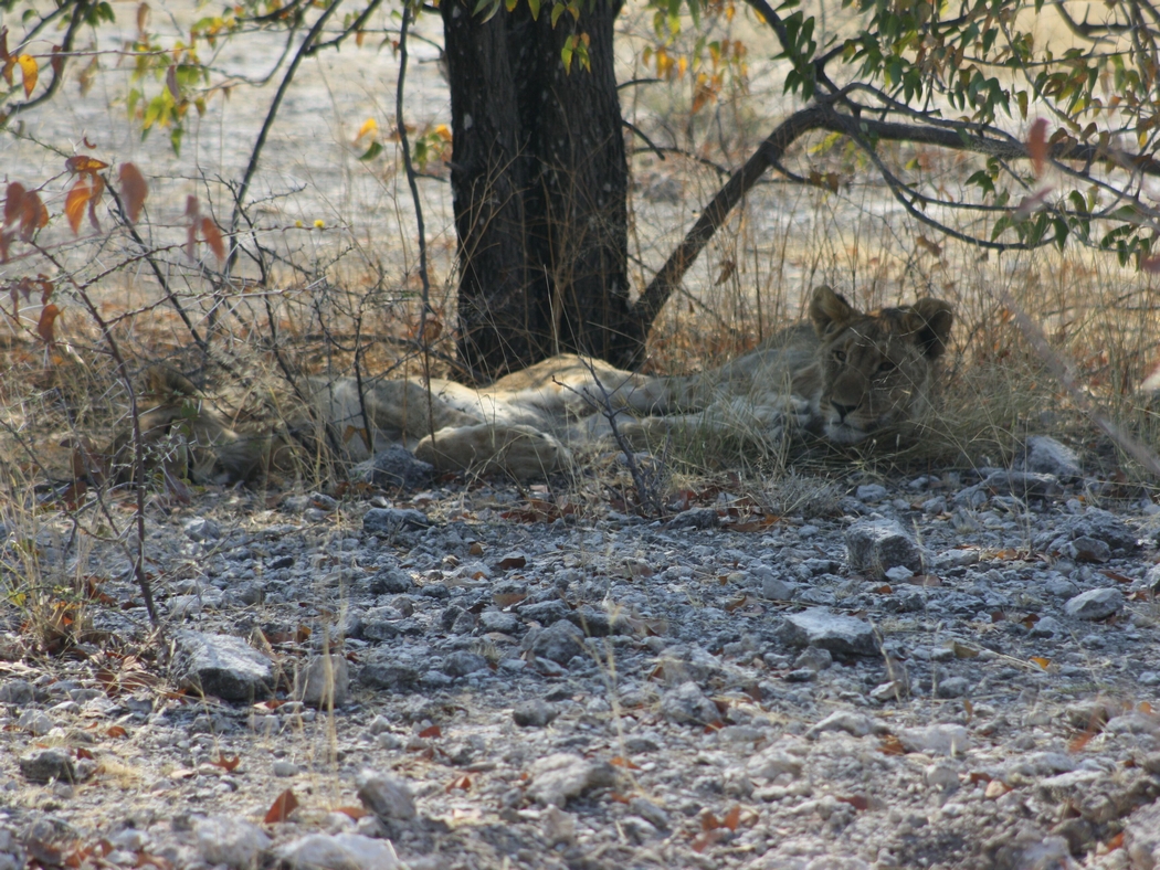 Namibia_387a.jpg