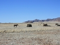 Namibia_088a.jpg