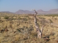 Namibia_293.JPG