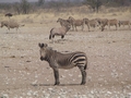 Namibia_319.JPG