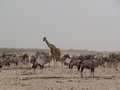 Namibia_328.JPG