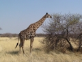 Namibia_371.JPG